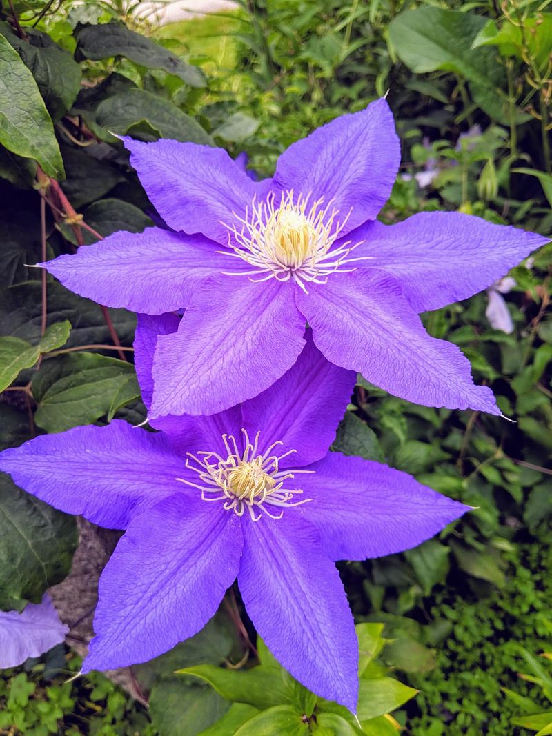 Clematis With Its Endless Flower Colors