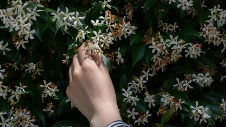 Cover Up Fences And Walls In Oregon Gardens With These Climbing Plants