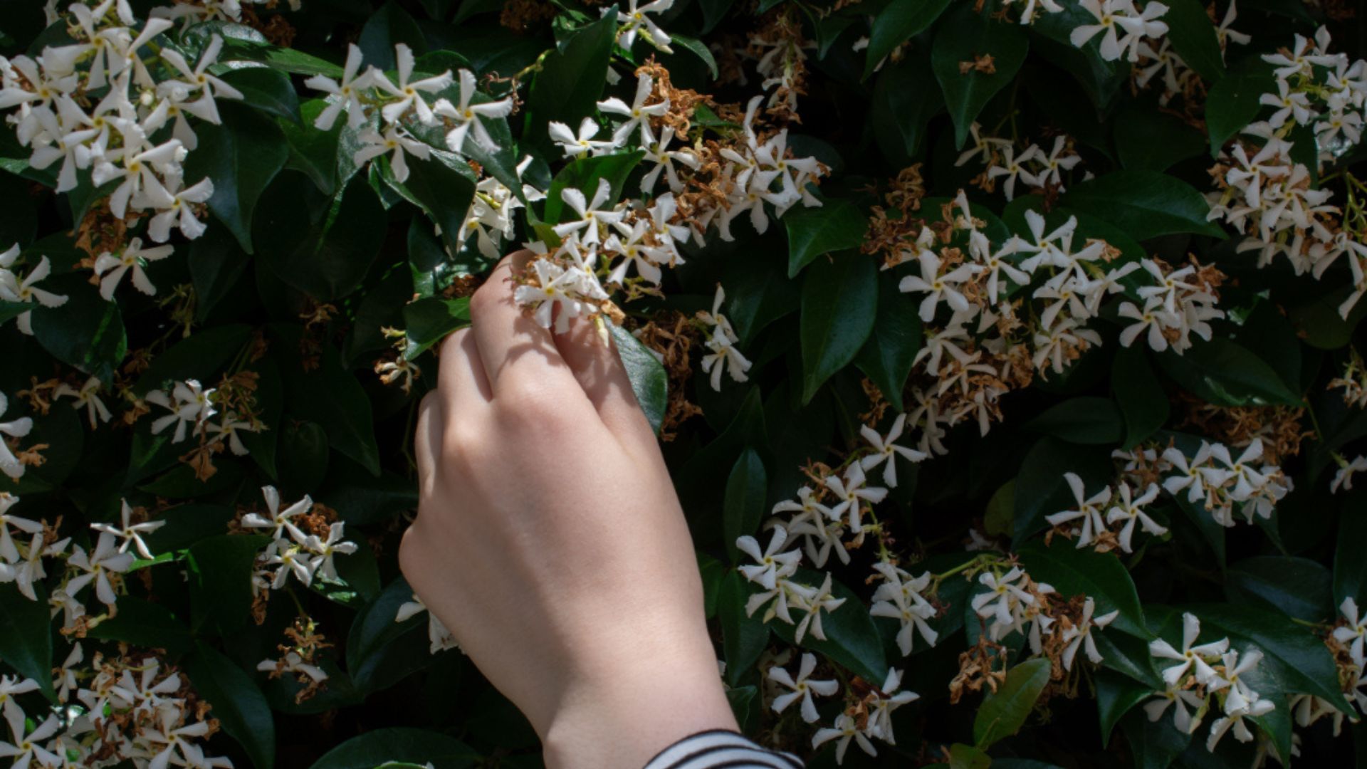 Cover Up Fences And Walls In Oregon Gardens With These Climbing Plants