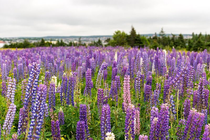 Lupines Support Soil Nitrogen While Adding Color To The Garden