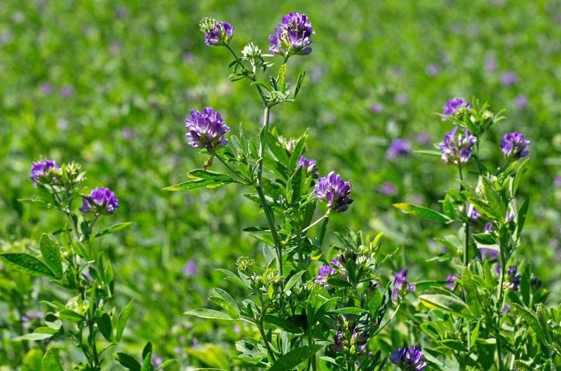 Alfalfa Develops Deep Roots That Restore Soil Fertility