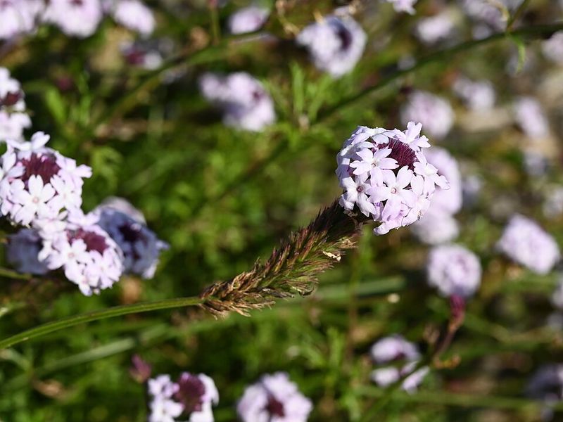 Lilac Verbena Adds Airy Purple Blooms