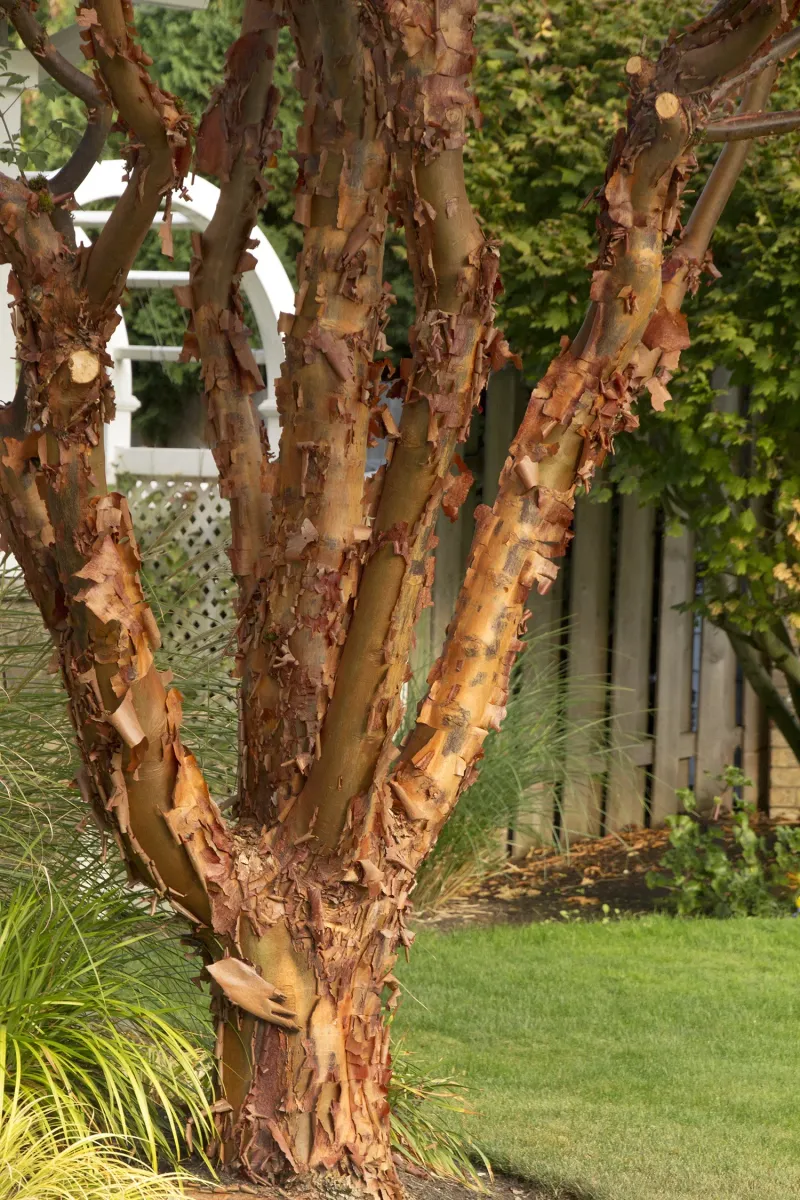 Paperbark Maple
