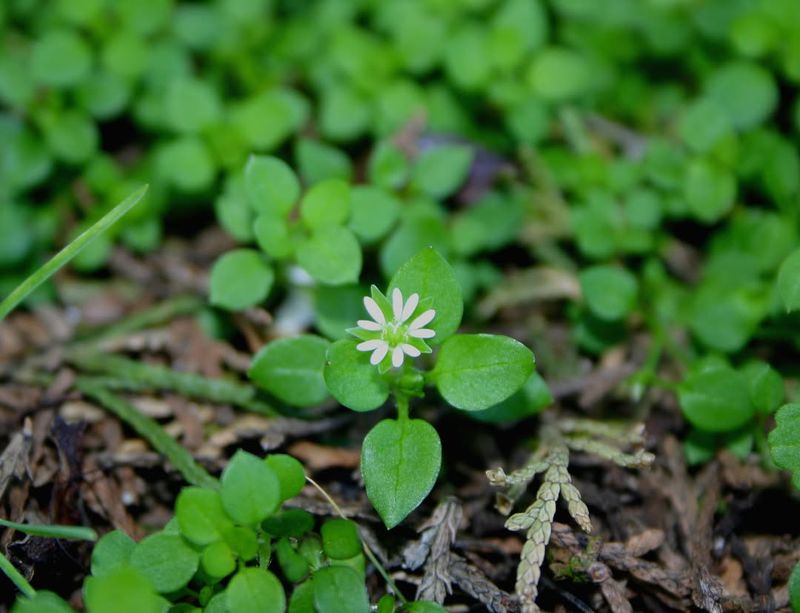 Chickweed