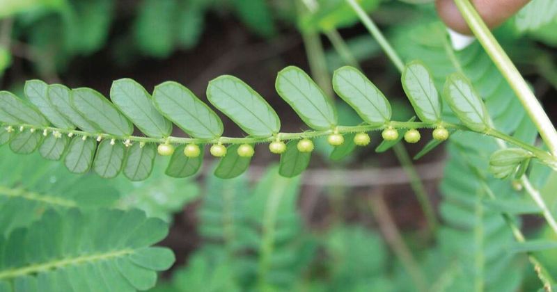 Chamberbitter Sprouts Tiny Mimosa Like Leaves In Summer