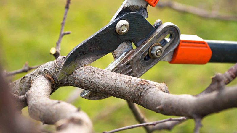 Skipping Annual Pruning Sessions