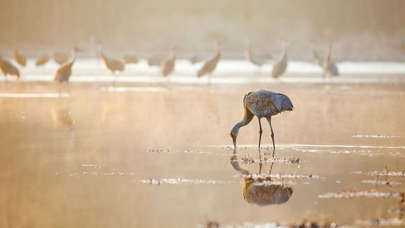 Warmer Winters Are Causing Earlier Arrivals