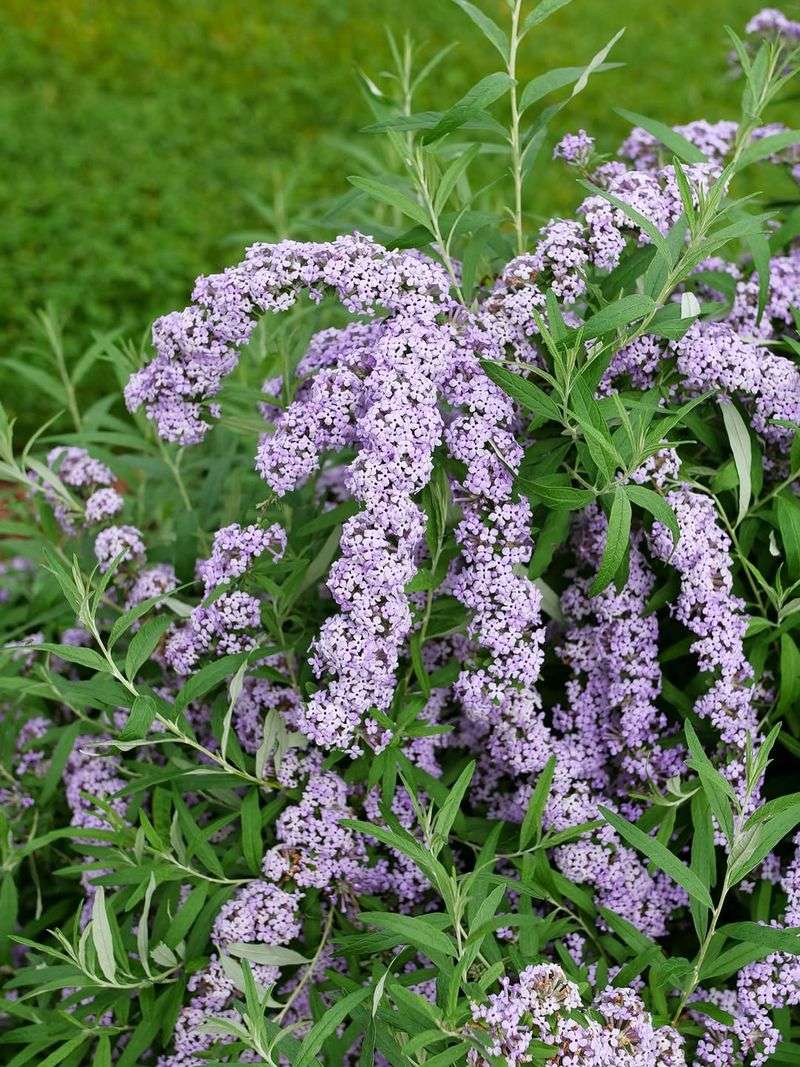 Butterfly Bush