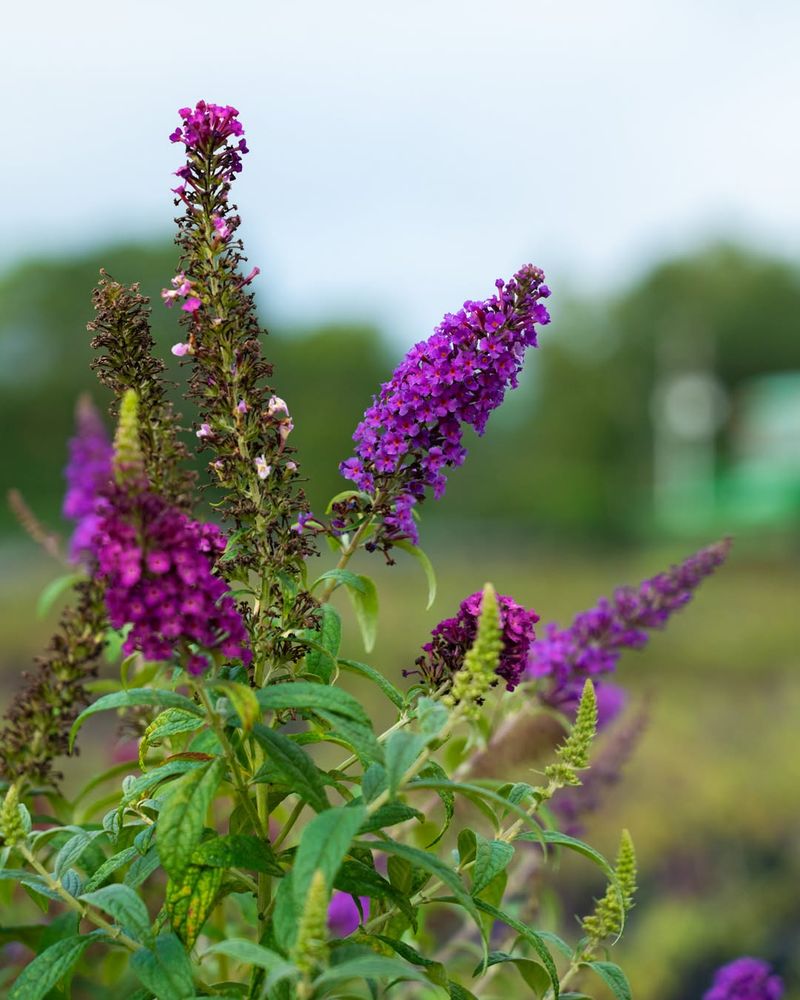 Butterfly Bush