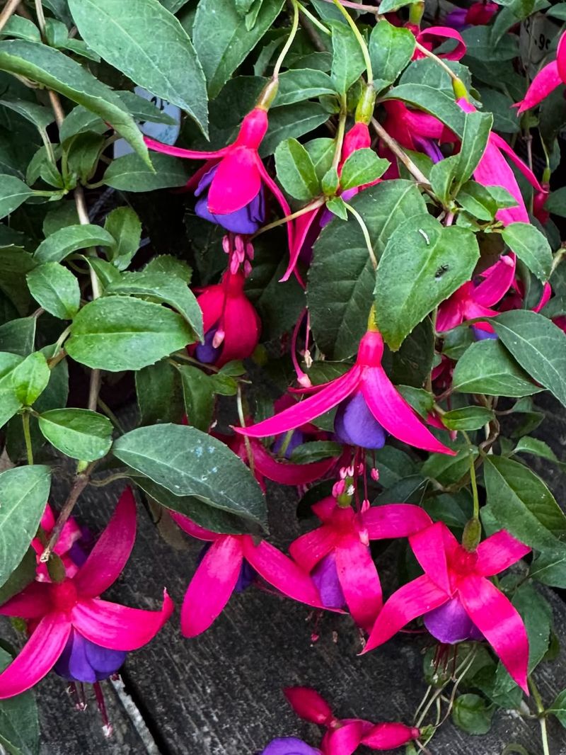 Hardy Fuchsia