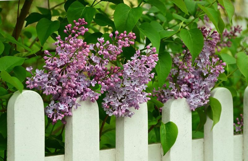 Dwarf Korean Lilac Tree