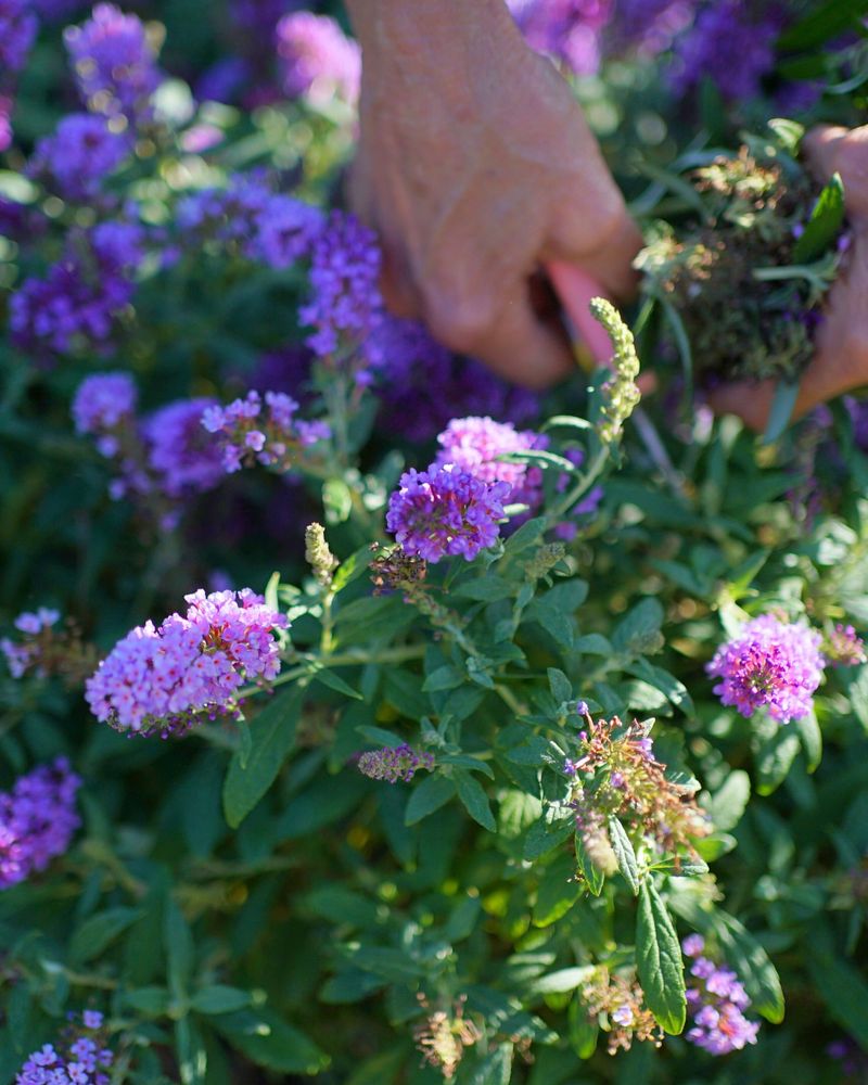 Butterfly Bush Should Be Cut Back Hard In Early Spring