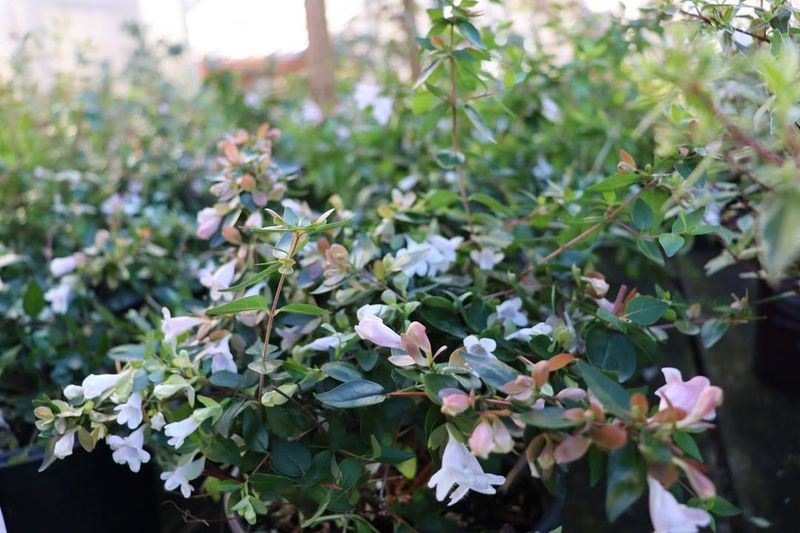 Glossy Abelia And Its Graceful Blooms