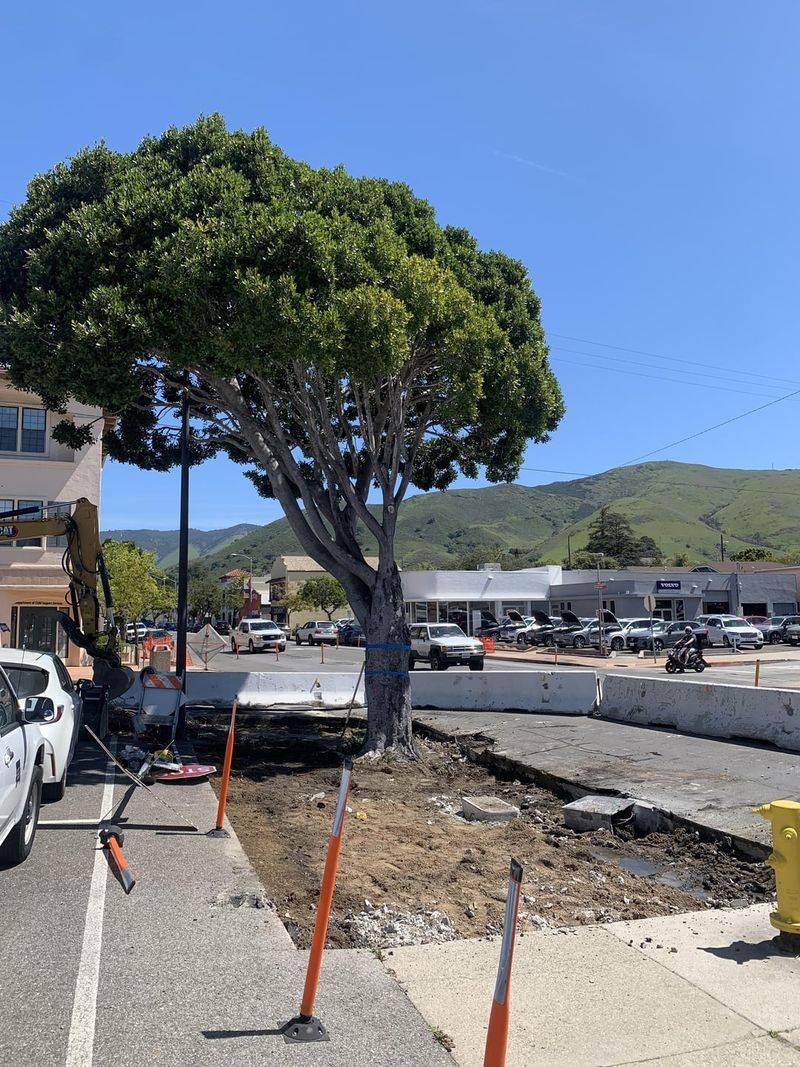 Ficus Roots Cause Serious Damage