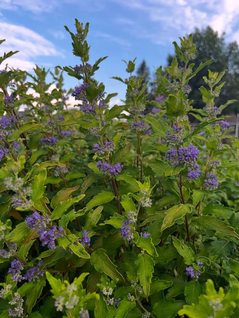 Bluebeard Benefits From Early Spring Cutbacks