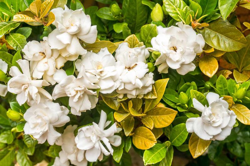 Gardenia Looks Gorgeous But The Cleanup Starts Fast