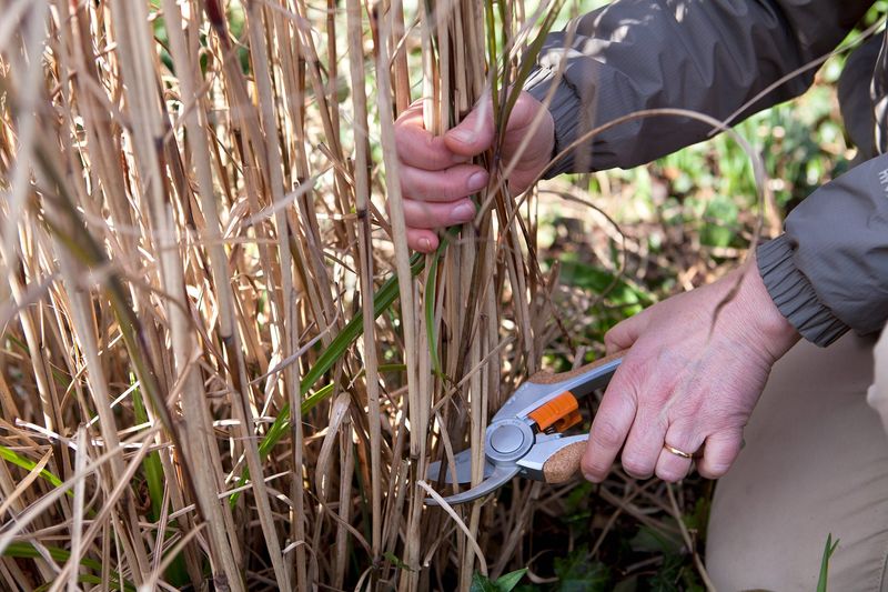 Ornamental Grasses (Miscanthus, Panicum)