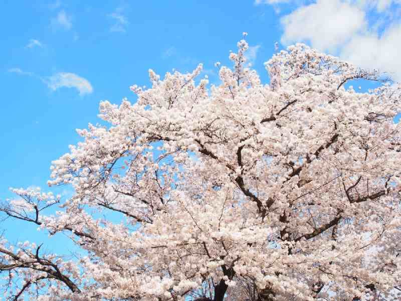 Cherry Trees Should Be Left Alone In March Virginia