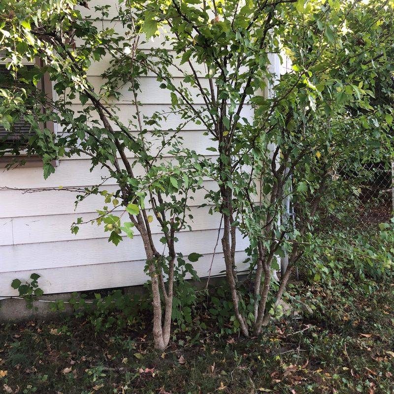 Rose Of Sharon Tolerates Early Season Trimming