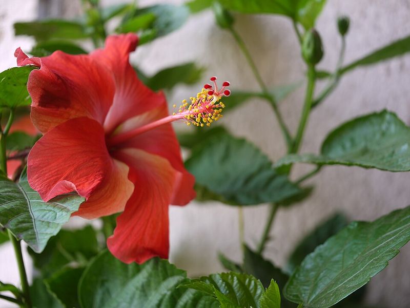 Tropical Hibiscus Preserves Buds And Early Color