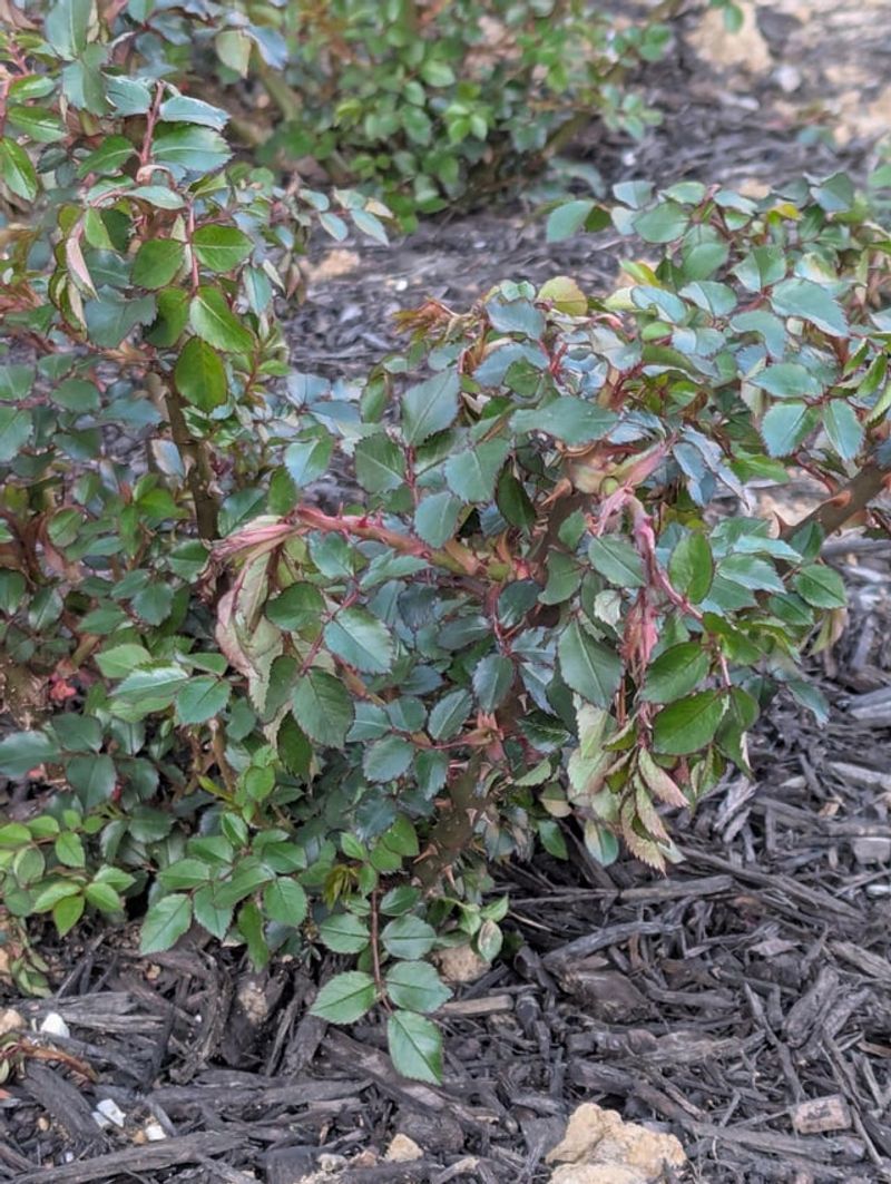 Roses May Look Damaged But Regrow Strong