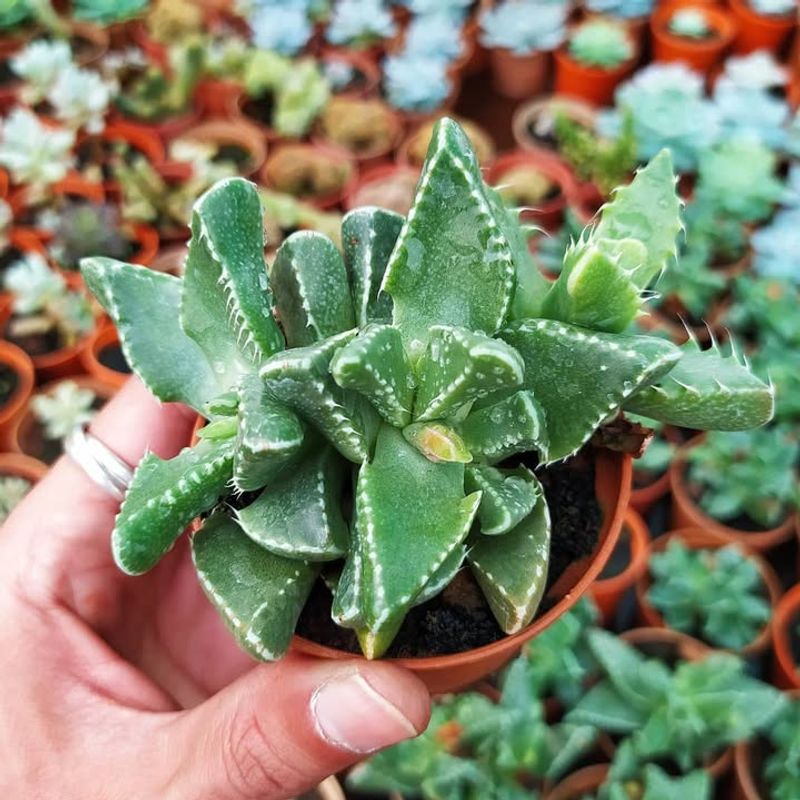 Faucaria Tigrina Displays Tiger-Like Tooth Edges