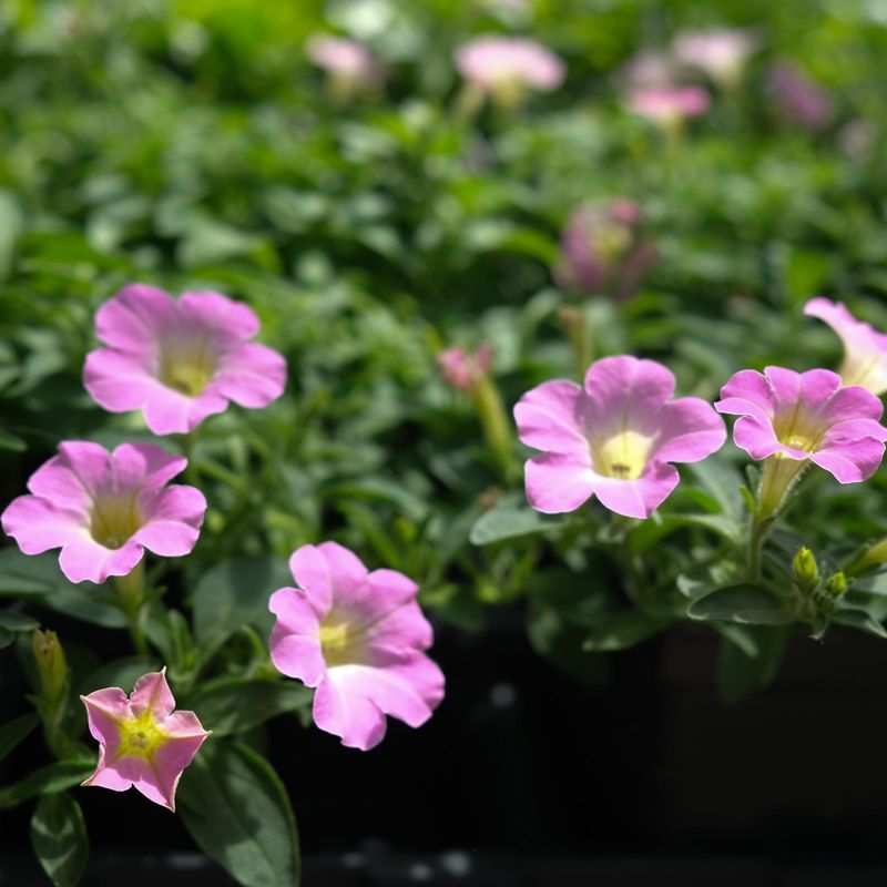 Itsy 'Pink' Petunia