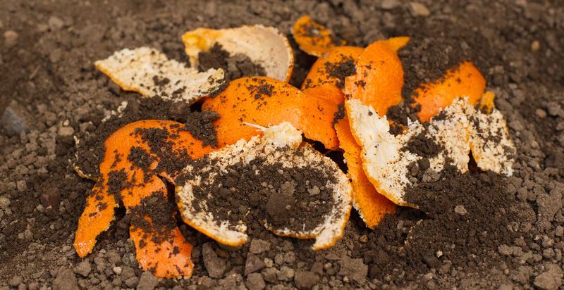 Use Citrus Peels In Small Amounts Around Garden Soil