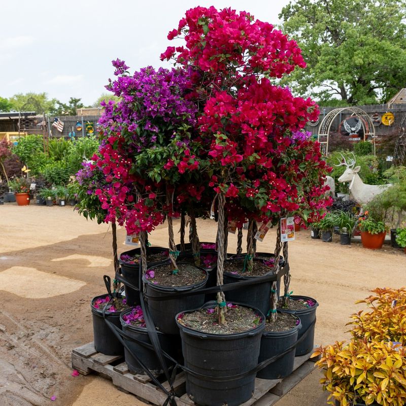 Add Bright Flowering Containers Bursting With Sunshine