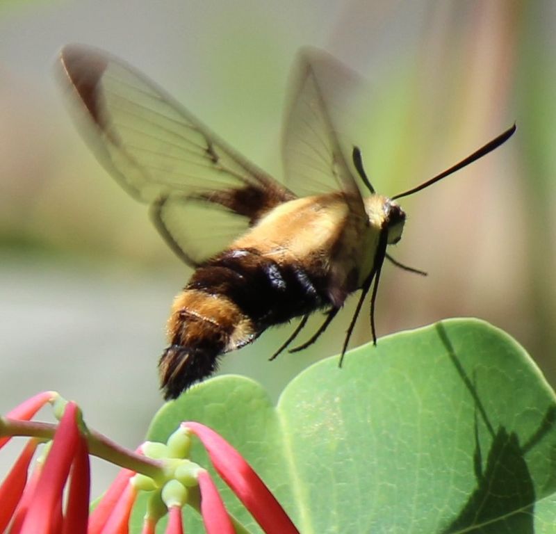 Supports Local Wildlife And Ecosystem Health