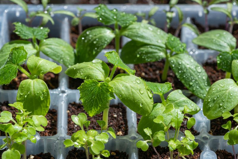 Watering And Humidity Tips For Thriving Seedlings