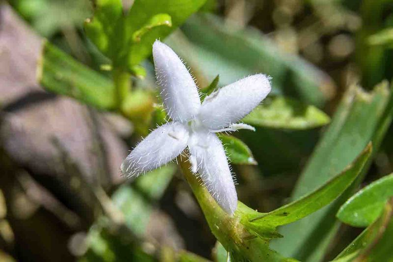 Virginia Buttonweed Spreads Tough Matted Stems In Lawns
