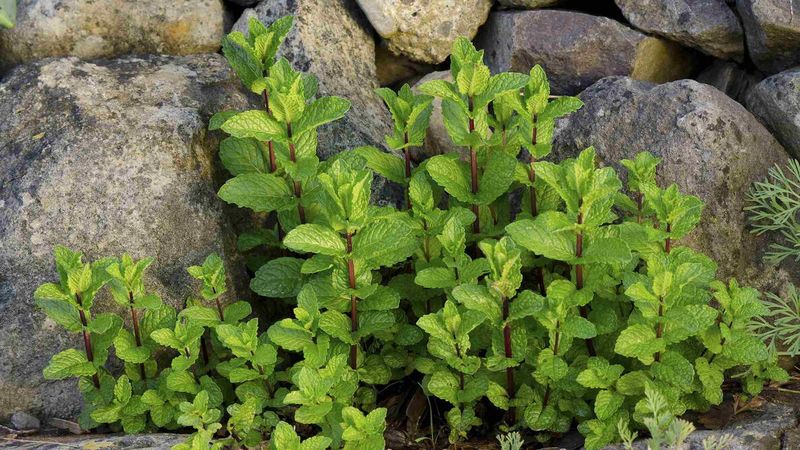 Mint (Mentha Species)