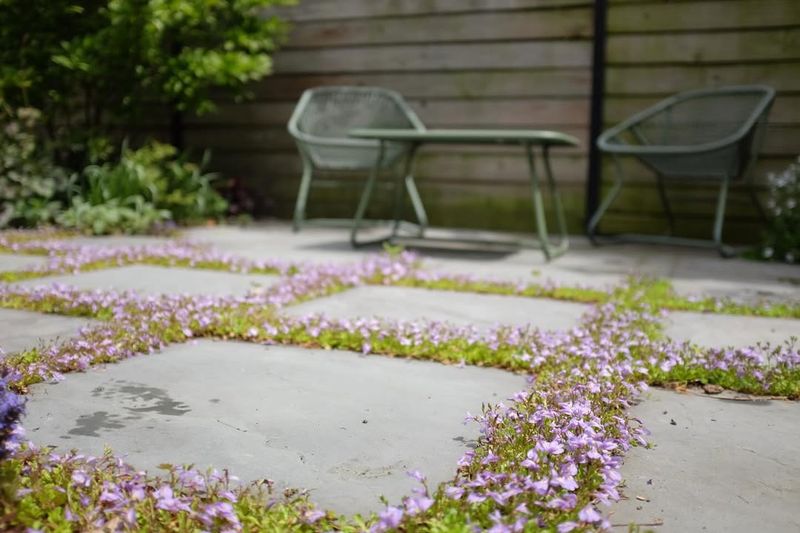 Mazus Spreads Quickly In Moist, Part Shade Areas