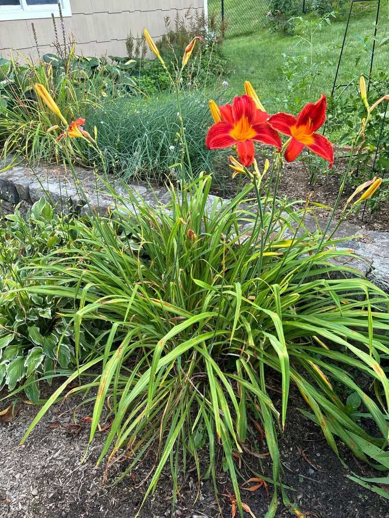 Ditch Lily Is Tough But Far Too Aggressive