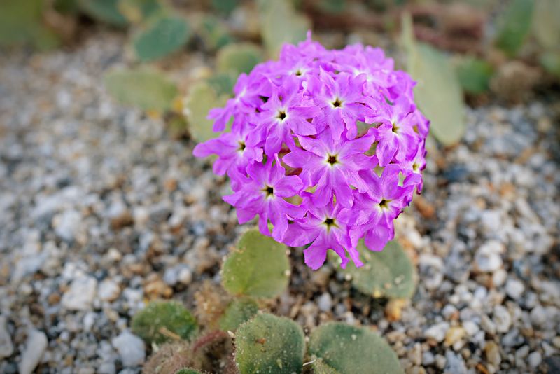 Desert Sand Verbena Brings Seasonal Color To Sandy Landscapes