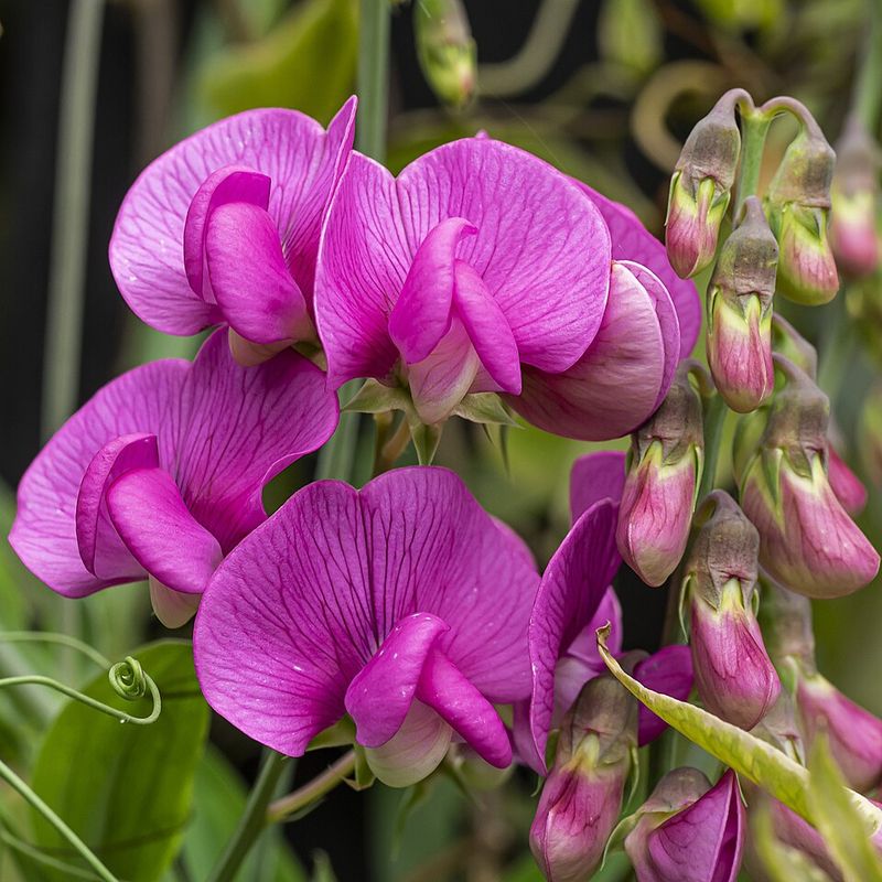 Sweet Peas Love Oregon's Cool Spring Start