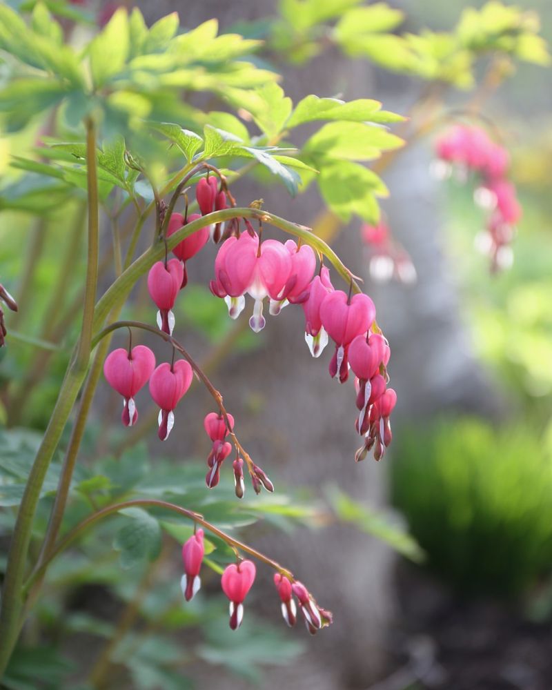 Bleeding Heart Brings Classic Charm To Ohio Spring Gardens