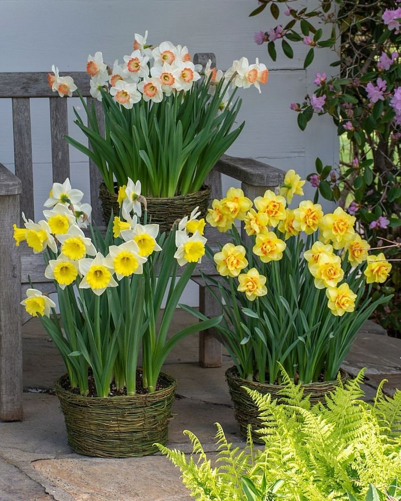 Early Daffodils The Sunny Trumpets