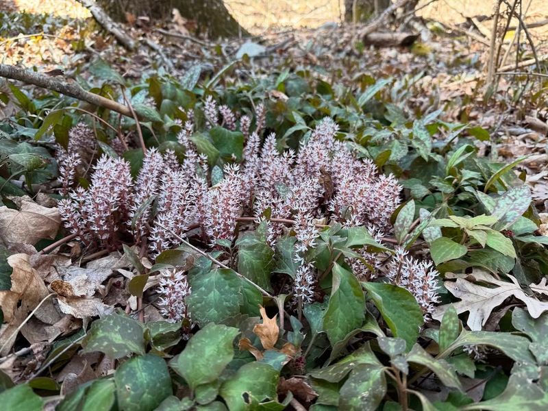 Allegheny Spurge (Pachysandra Procumbens)