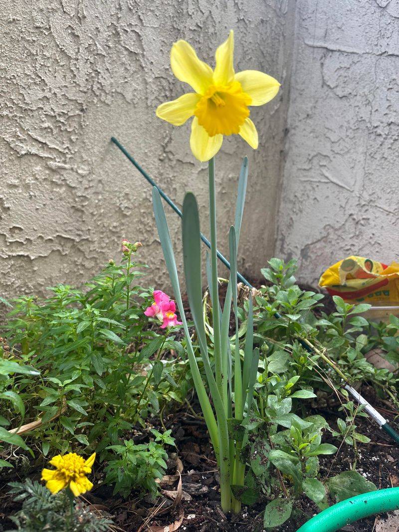Daffodils Brighten Beds With Early Bulb Blooms