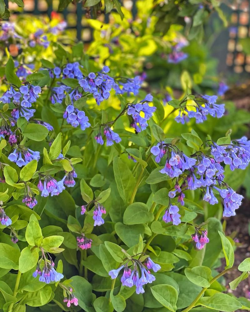 Virginia Bluebells Reveal Soft Blue Bells In Spring