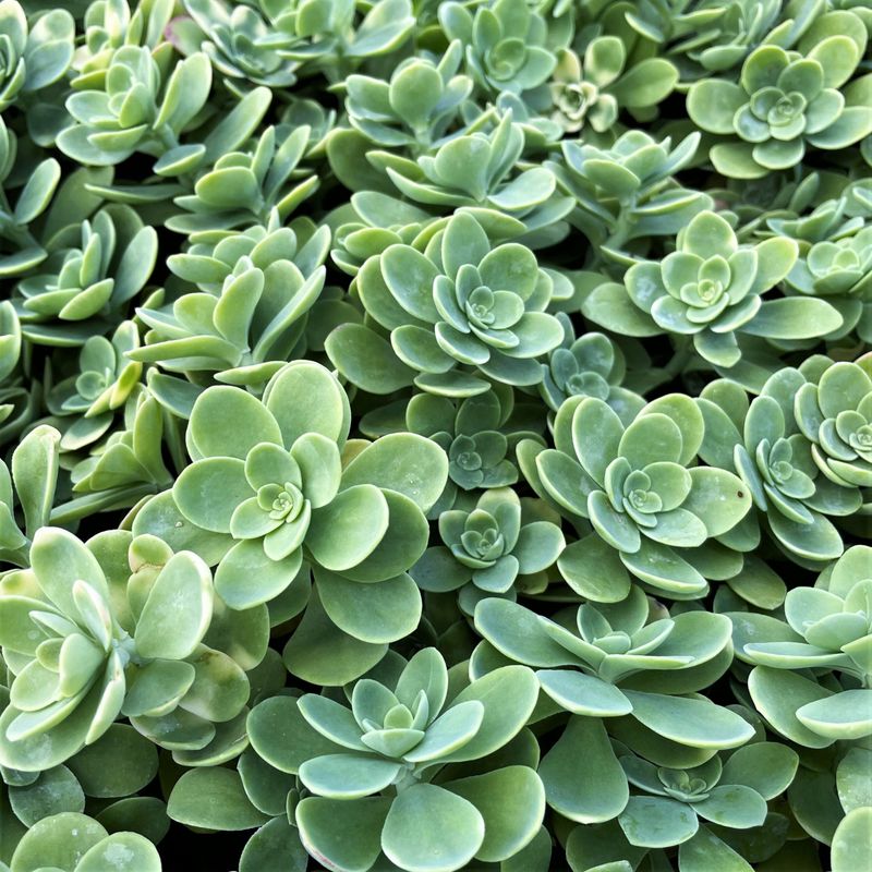 Sedum (Stonecrop)
