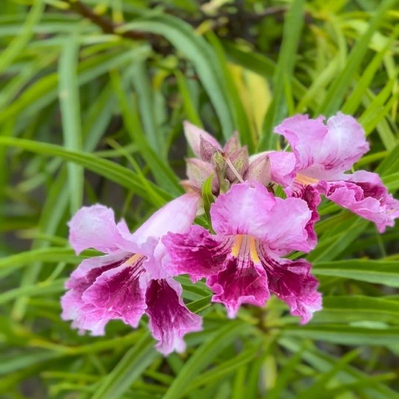 Desert Willow With Graceful, Hanging Flowers