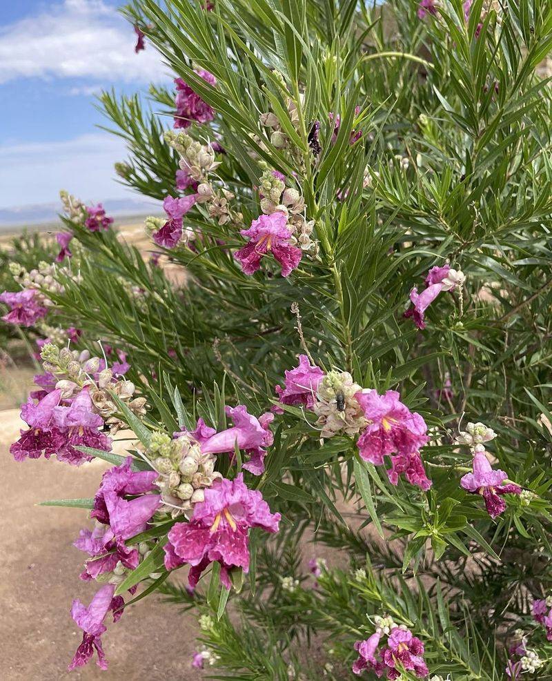 Desert Willow Is Better Pruned After Flowering