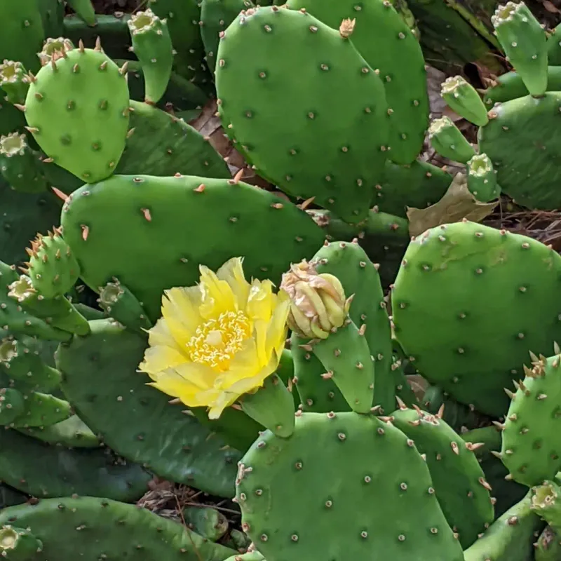 Prickly Pear Cactus Displays Wide Paddle Like Pads