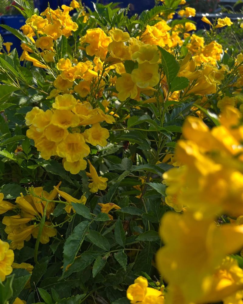 Yellow Bells Blooms Through Long Hot Seasons