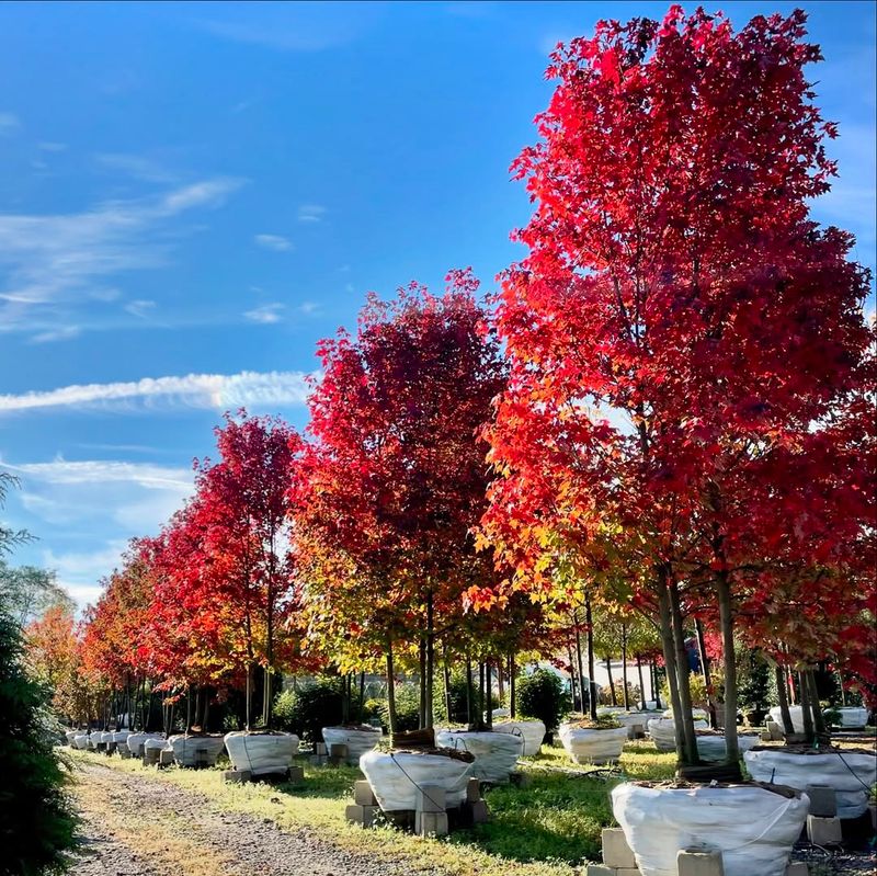 Red Maple With The Autumn Blaze