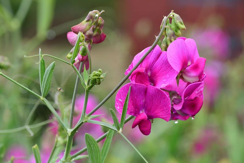 Sweet Peas (Lathyrus Odoratus)