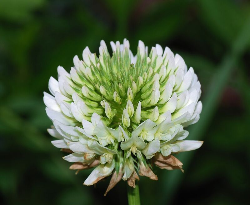 White Clover Forms A Living Mulch That Supports Soil Nitrogen